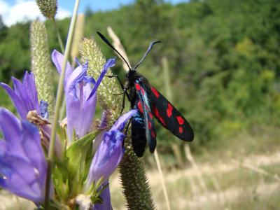 Zygène de l’Hippocrépide (La) Zygaena transalpina hippocrepidis (Hübner, 1799)