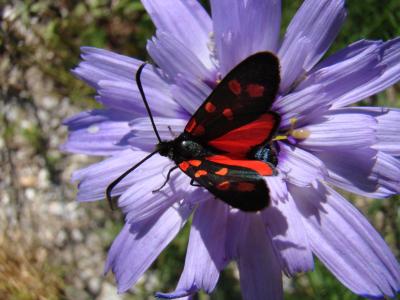 Zygène de l’Hippocrépide (La) Zygaena transalpina hippocrepidis (Hübner, 1799)