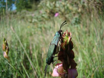 Procris vert brillant (Le), Turquoise des Cistes ( Adscita mannii (Lederer, 1853)