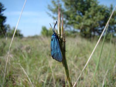 Procris vert brillant (Le), Turquoise des Cistes ( Adscita mannii (Lederer, 1853)