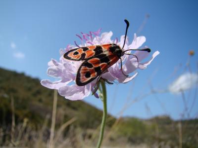 Zygène de la Petite coronille (La) Zygaena fausta (Linnaeus, 1767)