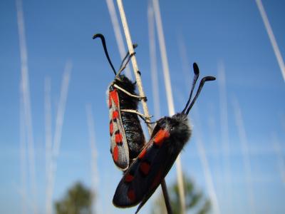 Zygène de l'Esparcette (La), Zygène de la Dorycnie Zygaena rhadamanthus (Esper, 1789)