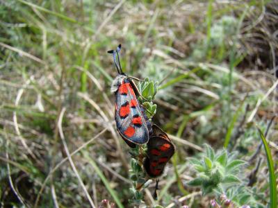 Zygène de l'Esparcette (La), Zygène de la Dorycnie Zygaena rhadamanthus (Esper, 1789)