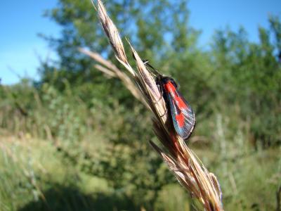 Zygène du Panicaut (La) Zygaena sarpedon (Hübner, 1790)