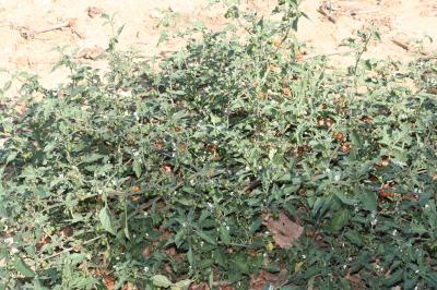 Morelle poilue Solanum villosum Mill., 1768