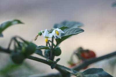 Morelle poilue Solanum villosum Mill., 1768