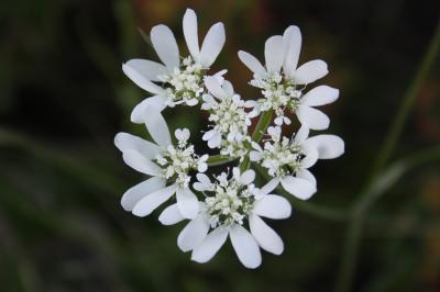 Orlaya de Koch Orlaya platycarpos W.D.J.Koch, 1824