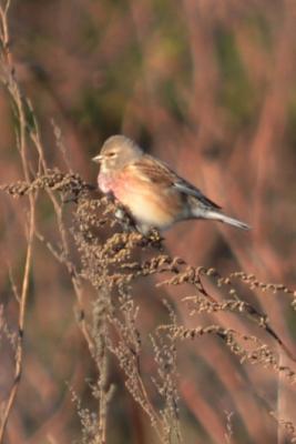 Linotte mélodieuse Carduelis cannabina (Linnaeus, 1758)