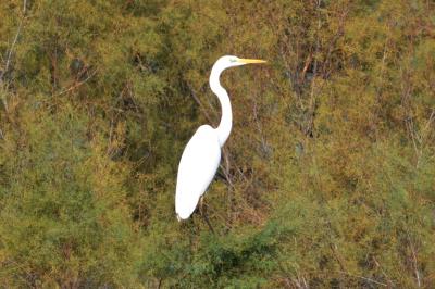 Grande Aigrette Ardea alba Linnaeus, 1758