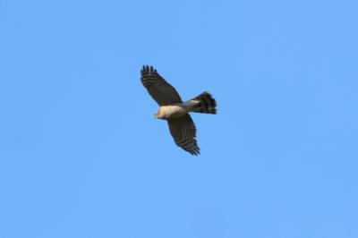 Épervier d'Europe Accipiter nisus (Linnaeus, 1758)
