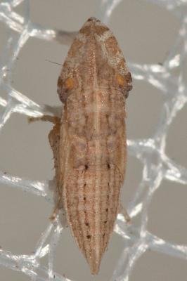  Eupelix cuspidata (Fabricius, 1775)