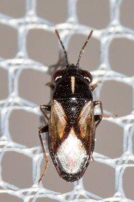  Geocoris lineola (Rambur, 1839)
