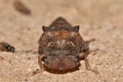 Grand Diable Ledra aurita (Linnaeus, 1758)