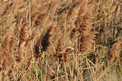 Roseau, Roseau commun, Roseau à balais Phragmites australis (Cav.) Trin. ex Steud., 1840