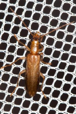  Nacerdes raymondi (Mulsant & Godart, 1860)