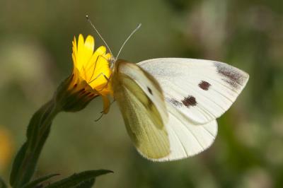 Piéride de la Rave (La), Petit Blanc du Chou (Le), Pieris rapae (Linnaeus, 1758)