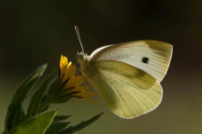 Piéride de la Rave (La), Petit Blanc du Chou (Le), Pieris rapae (Linnaeus, 1758)