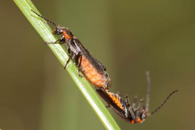  Cantharis pulicaria Fabricius, 1781