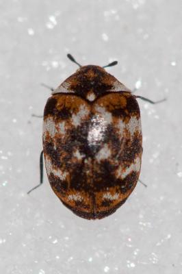 Anthrène des tapis, Anthrène bigarré des tapis, An Anthrenus verbasci (Linnaeus, 1767)