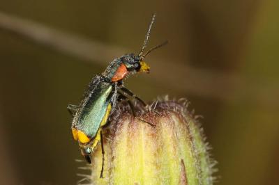  Clanoptilus marginellus (Olivier, 1790)