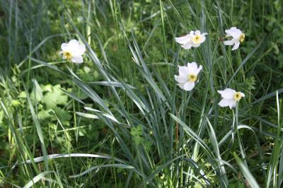 Narcisse des poètes Narcissus poeticus L., 1753
