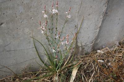 Asphodèle fistuleuse, Asphodèle fistuleux Asphodelus fistulosus L., 1753