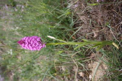 Orchis pyramidal, Anacamptis en pyramide Anacamptis pyramidalis (L.) Rich., 1817