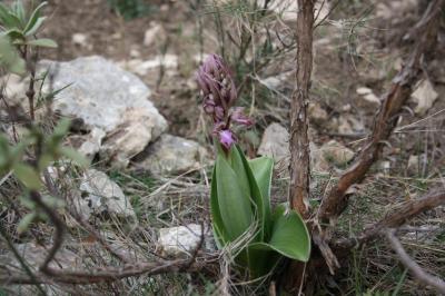 Orchis géant, Orchis à longues bractées, Barlie Himantoglossum robertianum (Loisel.) P.Delforge, 1999