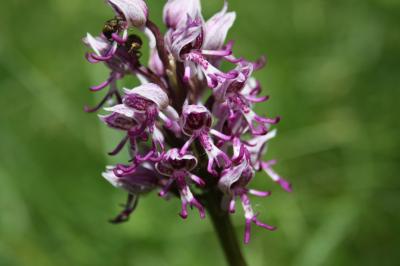 Orchis singe Orchis simia Lam., 1779