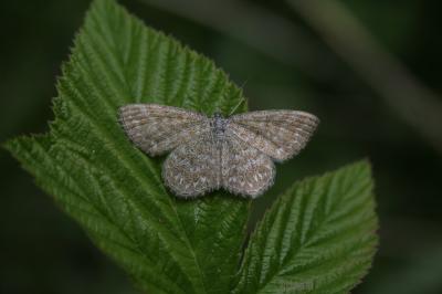 Acidalie hardie (L') Scopula immorata (Linnaeus, 1758)