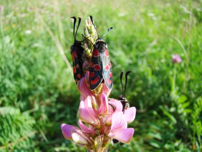 Zygène du Sainfoin (La),Zygène de la Carniole (La) Zygaena carniolica (Scopoli, 1763)
