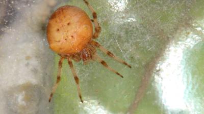  Araneus pallidus Olivier, 1789