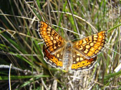 Damier de la Succise (Le), Artémis (L'), Damier pr Euphydryas aurinia (Rottemburg, 1775)