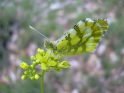 Aurore de Provence (L') Anthocharis euphenoides Staudinger, 1869