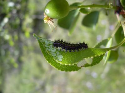 Aglaopé des haies (L'), Zygène des Epines (La) Aglaope infausta (Linnaeus, 1767)