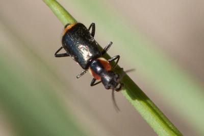 Malachie pulicaire Axinotarsus pulicarius (Fabricius, 1777)