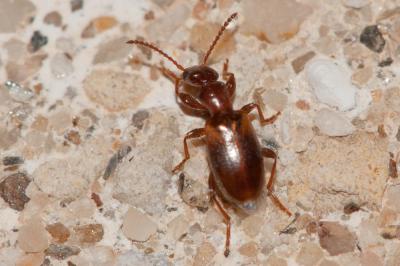  Omonadus floralis (Linnaeus, 1758)