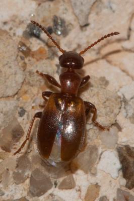  Omonadus floralis (Linnaeus, 1758)