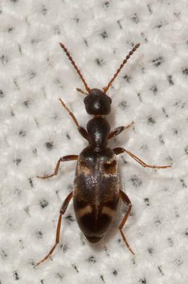  Stricticomus transversalis transversalis (A. Villa & J.B. Villa, 1833)