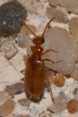  Pseudotomoderus compressicollis compressicollis (Motschulsky, 1839)