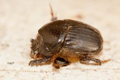  Bubas bison (Linnaeus, 1767)