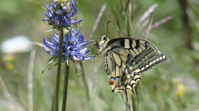 Machaon (Le), Grand Porte-Queue (Le) Papilio machaon Linnaeus, 1758