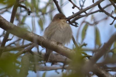 Gobemouche noir Ficedula hypoleuca (Pallas, 1764)