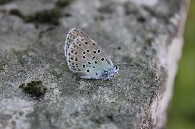 Azuré du Serpolet (L'), Azuré d'Arion (L'), Argus  Phengaris arion (Linnaeus, 1758)