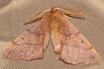 Himère-plume (L'), Phalène emplumée (La) Colotois pennaria (Linnaeus, 1760)