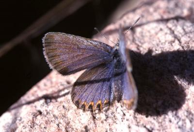 Azuré du Genêt (L'), Argus sagitté (L'), Bleu-viol Plebejus idas (Linnaeus, 1760)