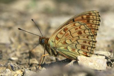 Chiffre (Le) Fabriciana niobe (Linnaeus, 1758)