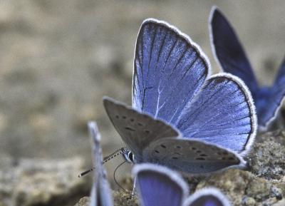 Azuré de la Jarosse (L'), Argus ligné (L') Polyommatus amandus (Schneider, 1792)