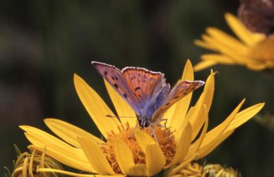 Cuivré mauvin (Le), Cuivré flamboyant (Le), Argus  Lycaena alciphron (Rottemburg, 1775)