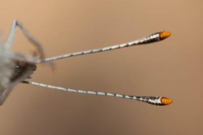 Piéride du Lotier (La), Piéride de la Moutarde (La Leptidea sinapis (Linnaeus, 1758)
